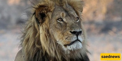 المدینه الخطیره التی تمتلک أسوداً بدلاً من القطط