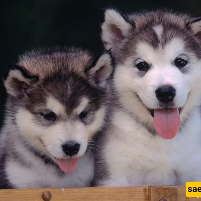 اکتشاف مذهل: العثور على جثه محنطه لجرو ذئب عمره 57,000 عام على ید عامل منجم تحول إلى عالم آثار [+صور]