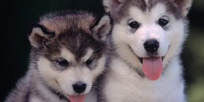 اکتشاف مذهل: العثور على جثه محنطه لجرو ذئب عمره 57,000 عام على ید عامل منجم تحول إلى عالم آثار [+صور]