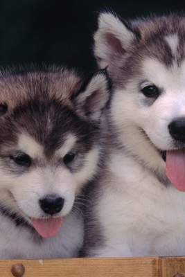 اکتشاف مذهل: العثور على جثه محنطه لجرو ذئب عمره 57,000 عام على ید عامل منجم تحول إلى عالم آثار [+صور]