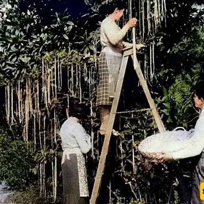 القصه الغریبه لحصاد "شجره المکرونه" + صور