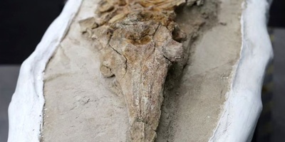 مخلوق غامض عمره 10 ملایین سنه یُکتشف فی مقبره صحراویه! هل یمکن أن یکون سلفًا للدلافین أم التماسیح؟ +صور