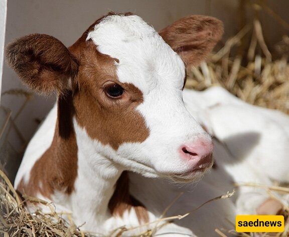 امرأه تبلغ من العمر 74 عامًا تتزوج عجلها، معتقدهً أنه یحمل روح زوجها الراحل 😐 + صور