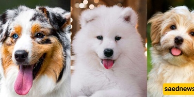 عشر سلالات کلاب ناعمه مثالیه للعناق، من باربیت إلى توی بودل