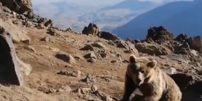 الدببه الجائعه فی سبلان تعیث فسادًا فی مخیمات المتسلقین