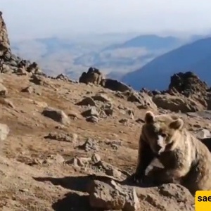 الدببه الجائعه فی سبلان تعیث فسادًا فی مخیمات المتسلقین