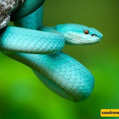 افتتاح أکبر متحف للثعابین فی العالم بتنوع مذهل من الألوان والأنواع: ما مدى رعبه؟