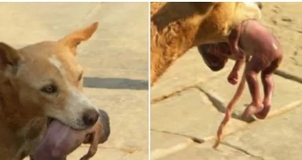 کلب