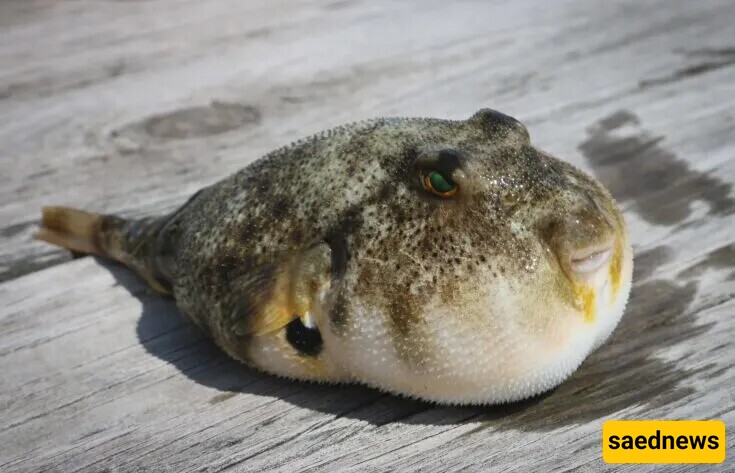 Fugu