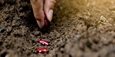 زراعه الفاصولیا فی المنزل وفی الأوعیه للصفوف 1–3: سر الإنبات السریع