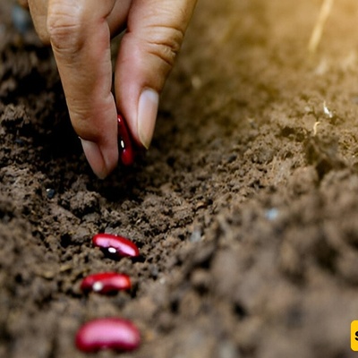 زراعه الفاصولیا فی المنزل وفی الأوعیه للصفوف 1–3: سر الإنبات السریع