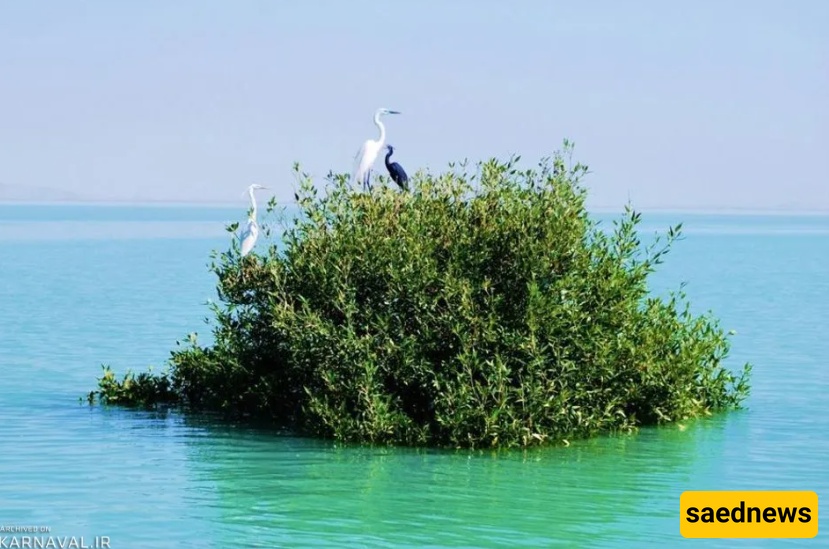 غابه حرا