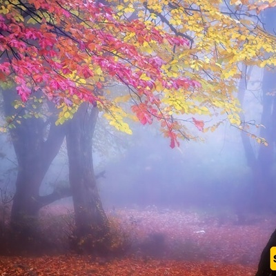 غابات الهیرکانیان فی الخریف: سیمفونیه من الألوان والطبیعه