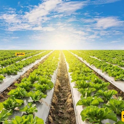 ما فائده التغطیه الأرضیه فی الزراعه؟ + أهم النقاط