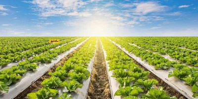 ما فائده التغطیه الأرضیه فی الزراعه؟ + أهم النقاط