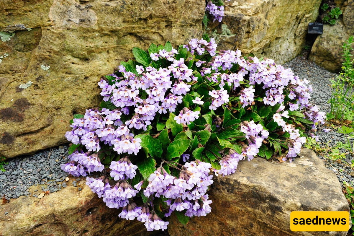 Haberlea rhodopensis