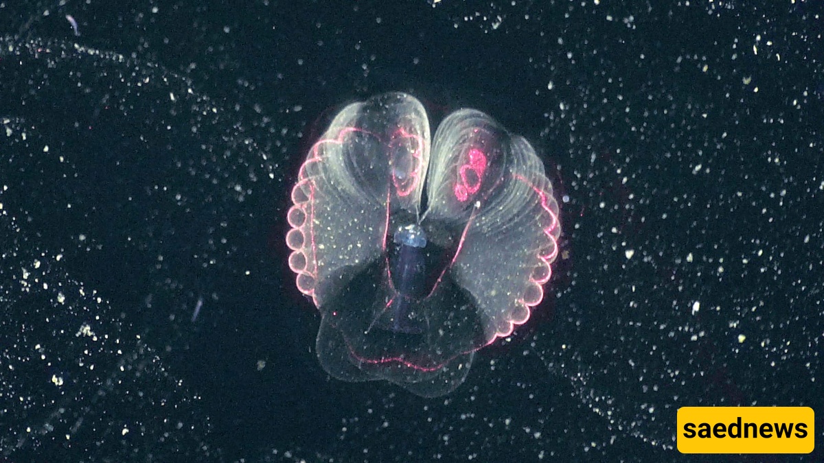 Larvaceans