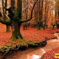 رحله لا تُنسى عبر الغابات الهیرکانیه الأکثر أوروبیه فی غرب مازندران