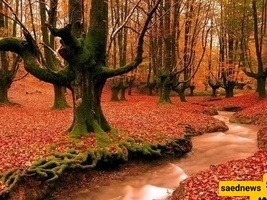 رحله لا تُنسى عبر الغابات الهیرکانیه الأکثر أوروبیه فی غرب مازندران