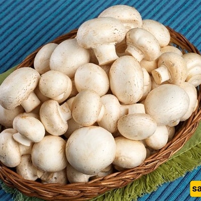 طرق بسیطه لمنع اسوداد الفطر