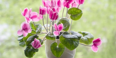 کیفیه زراعه ورعایه بخور مریم الفارسی (Cyclamen persicum): من الزراعه إلى الإزهار