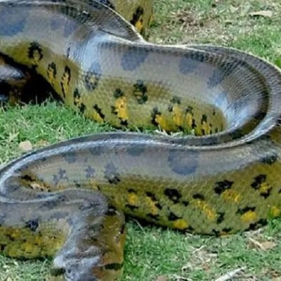 اکتشاف مذهل: ثعبان عملاق بطول 8 أمتار ووزن 250 کیلوغرامًا یُعثر علیه فی مصنع + صور