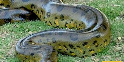 اکتشاف مذهل: ثعبان عملاق بطول 8 أمتار ووزن 250 کیلوغرامًا یُعثر علیه فی مصنع + صور