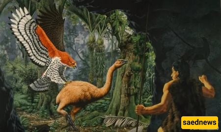 نسر هااست (Haast’s Eagle)