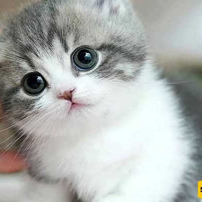 أطول قطه منزلیه فی العالم بحجمٍ مذهل