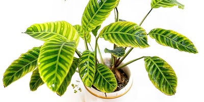 الدلیل الکامل للعنایه بنبات الزیبرا کالاثیا فی المنزل والمکتب