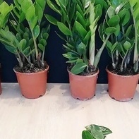 طریقه سهله وسریعه لتکثیر وزراعه الزامفولیا + فیدیو