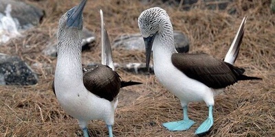 الطائر الغریب ذی الأقدام المَجَفَّفه الذی ربما لم تره من قبل