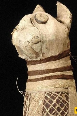 قطه محنطه غیر عادیه بخمسه أرجل وثلاث ذیول + صوره