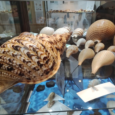 متحف صدَف فی أصفهان: تحفه فنیه تحتفی بأسرار البحر والجواهر