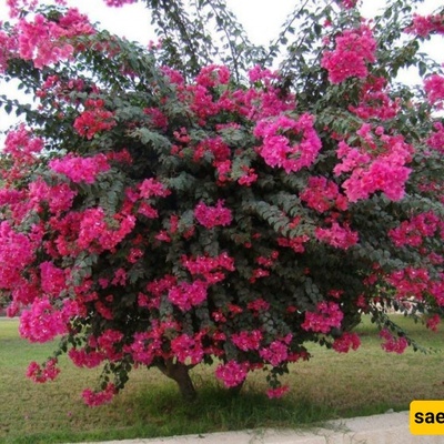 دلیل زراعه ورعایه شجیره الطرفاء