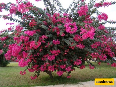 دلیل زراعه ورعایه شجیره الطرفاء