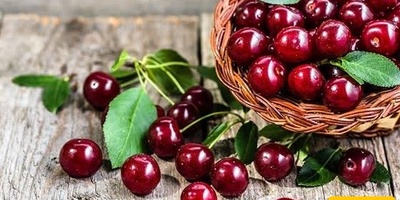 الکرز الحامض: السعرات الحراریه، والقیمه الغذائیه، والفوائد الصحیه المذهله