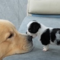 لحظات مضحکه لجرو لطیف یهاجم کلبًا عملاقًا