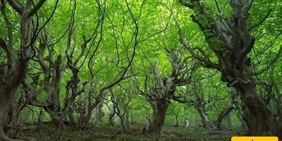 غابه نقله بر: أجمل وأصلَى غابات جیلان لرحله خریفیه – اکتشف واحده من أفضل غابات إیران قبل فوات الأوان