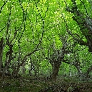 غابه نقله بر: أجمل وأصلَى غابات جیلان لرحله خریفیه – اکتشف واحده من أفضل غابات إیران قبل فوات الأوان