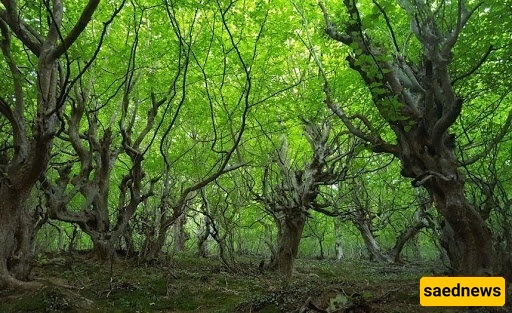 غابه نقله بر: أجمل وأصلَى غابات جیلان لرحله خریفیه – اکتشف واحده من أفضل غابات إیران قبل فوات الأوان