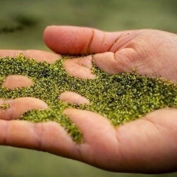 الساحل الأخضر الساحر فی هاوای + صور