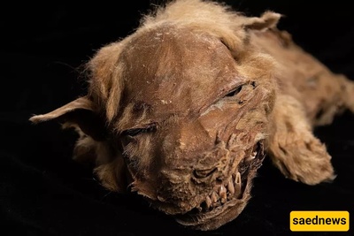 اکتشاف مومیاء مکتمله لذئب أعمى عمرها 57 ألف عام بواسطه منقب عن الذهب