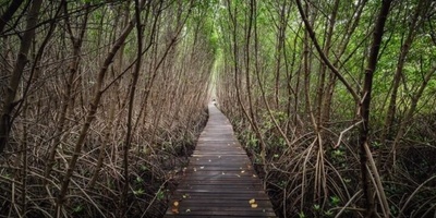 اکتشاف مذهل لغابه غامضه متحجره/مفقوده اختفت منذ 22 ملیون سنه! +صور