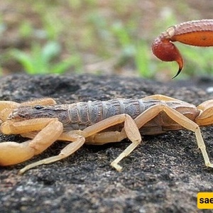 رجل سعودی یبتلع 22 عقربًا سامًا حیًا فی لحظه صادمه—شاهد الملایین وسیقفز قلبک +فیدیو