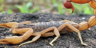 رجل سعودی یبتلع 22 عقربًا سامًا حیًا فی لحظه صادمه—شاهد الملایین وسیقفز قلبک +فیدیو