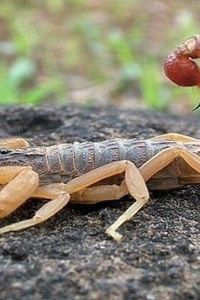 رجل سعودی یبتلع 22 عقربًا سامًا حیًا فی لحظه صادمه—شاهد الملایین وسیقفز قلبک +فیدیو