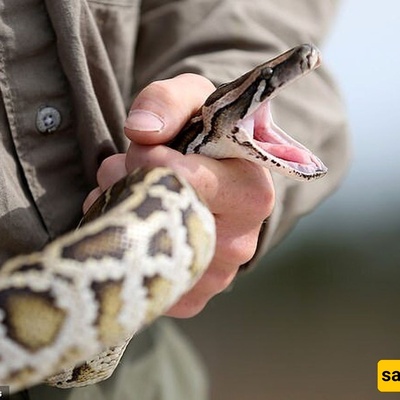 القصه الغریبه لأفعى بطول مترین تصبح مدمنه