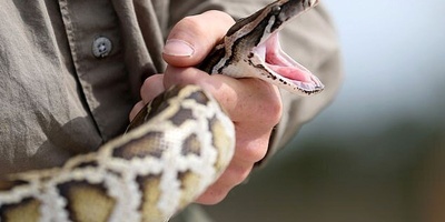 القصه الغریبه لأفعى بطول مترین تصبح مدمنه