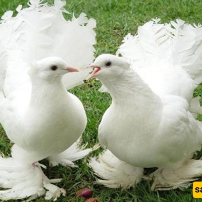 المدینه التی حمامها ملیونیرات